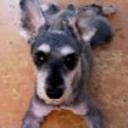 Salpi