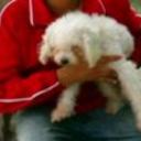 Rabito