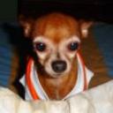 Canela