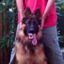 Rufo