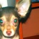 Quillo