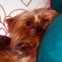 Napo