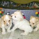 Samy
