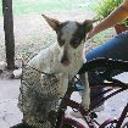 Blanquita