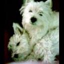 Pinki y gina