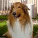 Axel