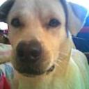 Yelow