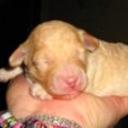 Candy channel bastida