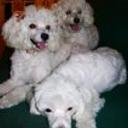 Caramelo, beba y oso