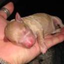 Candy channel bastida