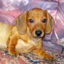 Canela