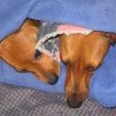 Canela y perlita