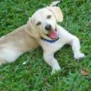 Bandido
