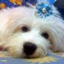 Princesa alfonzo alarcon