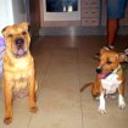 Nala y orion