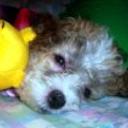 Princesa