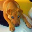 Shila