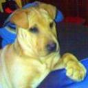 Shila