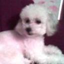 Princesa motica