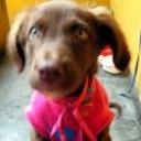 Mocca