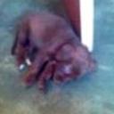 Mocca