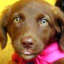 Mocca