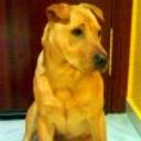 Shila