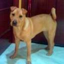 Shila