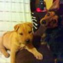 Shila