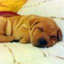 Shila