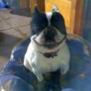 Rufo