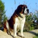 Sacha