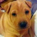 Shila