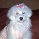 Princesa alfonzo alarcon