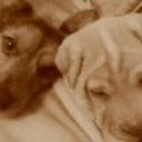 Shila