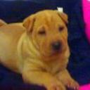 Shila
