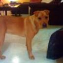 Shila