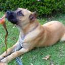 Guanche