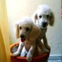 Charlotte y cherriel