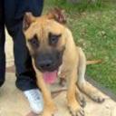 Guanche