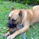 Guanche