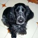 Blacky