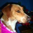 Phoebe