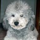 Cubi