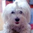 Snoopy