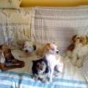 Pipo, ron, dino, ulises y roco