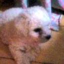 Jacobo