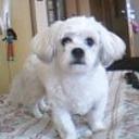 Chiki
