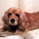 Almendra