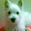 Whisky